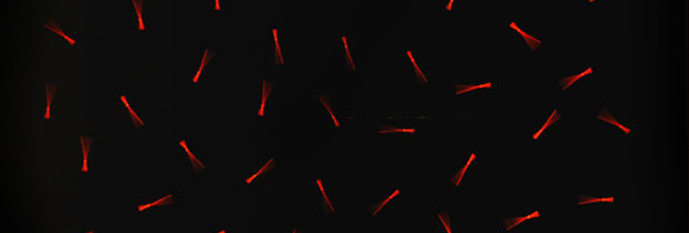 ONE TOO FREE. Specchi, ombre, visioni