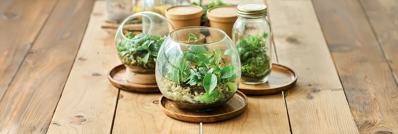 Terrarium e Kokedama